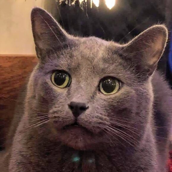 Meet your Posher, Sherie - Picture 4 of 6